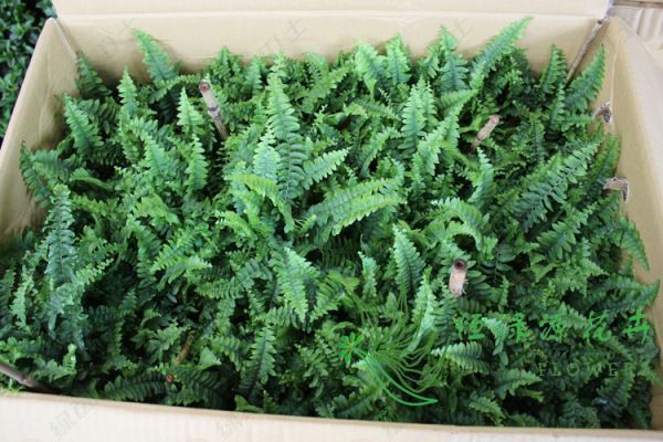 「檢測(cè)機(jī)構(gòu)」辦公室甲醛去除的必要性