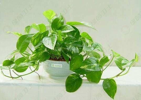 「美一」政府辦公樓、辦公室和會(huì)議室的專業(yè)甲醛去除