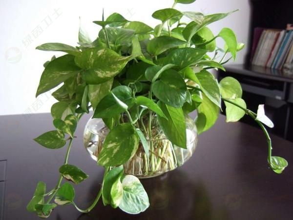 「霧和霾的區(qū)別」甲醛公司有用嗎？甲醛公司的專業(yè)是什么？